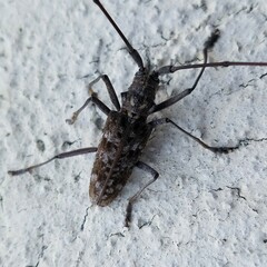 Monochamus titillator