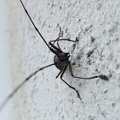 Monochamus titillator