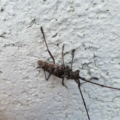 Monochamus titillator