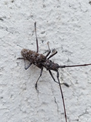 Monochamus titillator