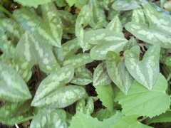 Asarum splendens