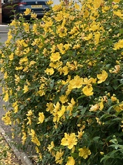 Hypericum × hidcoteense