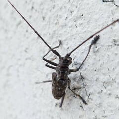 Monochamus titillator