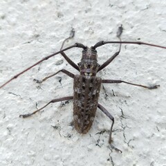 Monochamus titillator