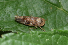 Allygidius atomarius