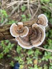 Trametes versicolor