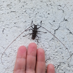 Monochamus titillator