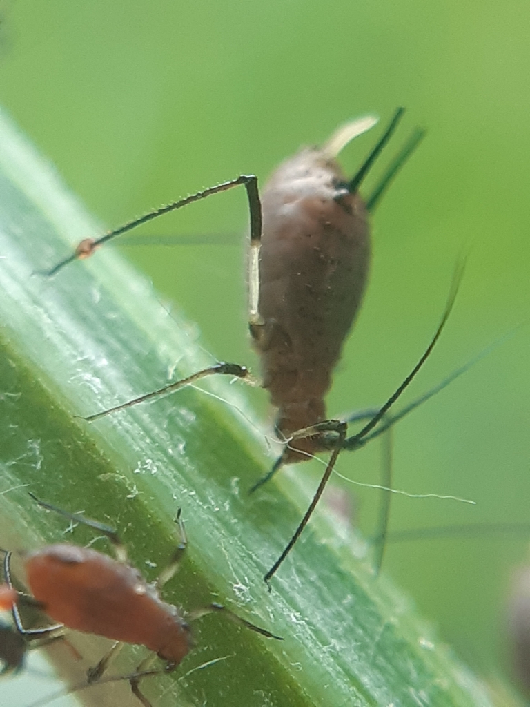 Large Hawksbeard Aphid