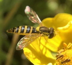 Syrphidae