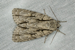 Acronicta lobeliae