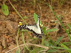 Graphium angolanus