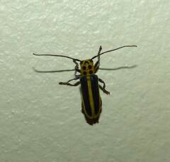 Saperda puncticollis