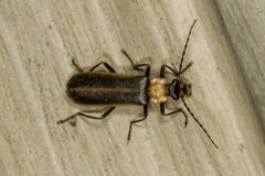 Podabrus flavicollis