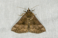 Hypena deceptalis
