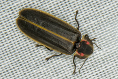 Pyractomena angulata