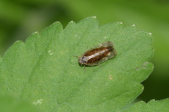 Tachycixius
