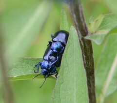 Oreina caerulea
