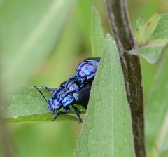 Oreina caerulea
