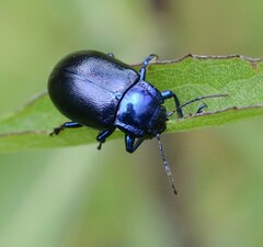 Oreina caerulea