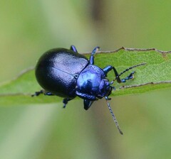 Oreina caerulea