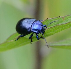 Oreina caerulea