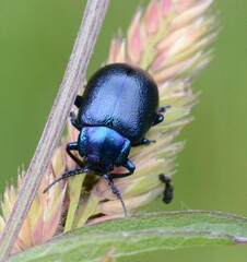 Oreina caerulea