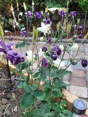 Aquilegia dumeticola