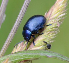 Oreina caerulea