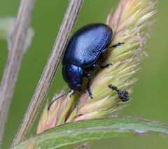 Oreina caerulea