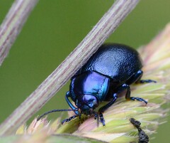 Oreina caerulea