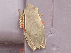 Hyperolius viridiflavus