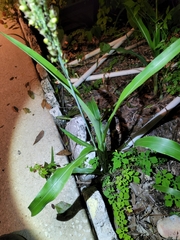 Sorghum bicolor bicolor