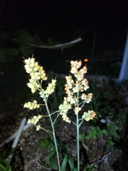 Sorghum bicolor bicolor