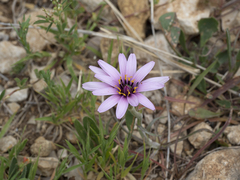 Pseudopodospermum undulatum