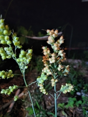 Sorghum bicolor bicolor