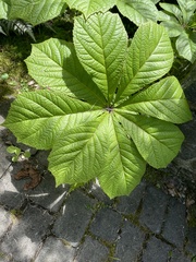 Rodgersia