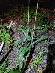 Sorghum bicolor bicolor