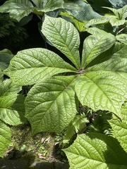 Rodgersia