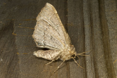 Caripeta divisata