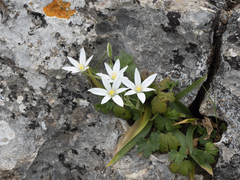 Ornithogalum gussonei