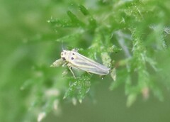 Eupteryx tenella
