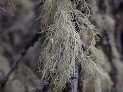 Usnea perplexans