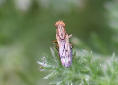 Opomyza petrei