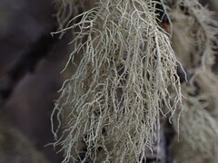 Usnea perplexans