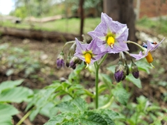 Solanum stoloniferum