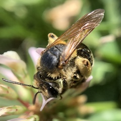 Colletidae