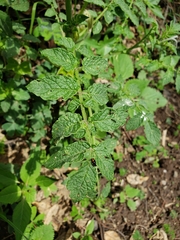 Solanum stoloniferum