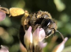 Colletidae
