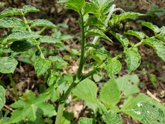 Solanum stoloniferum