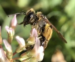 Colletidae